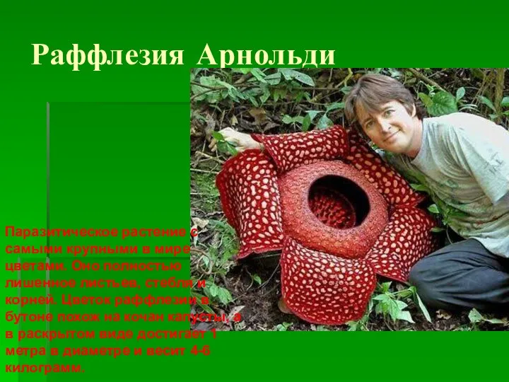 Раффлезия Арнольди Паразитическое растение с самыми крупными в мире цветами. Оно полностью