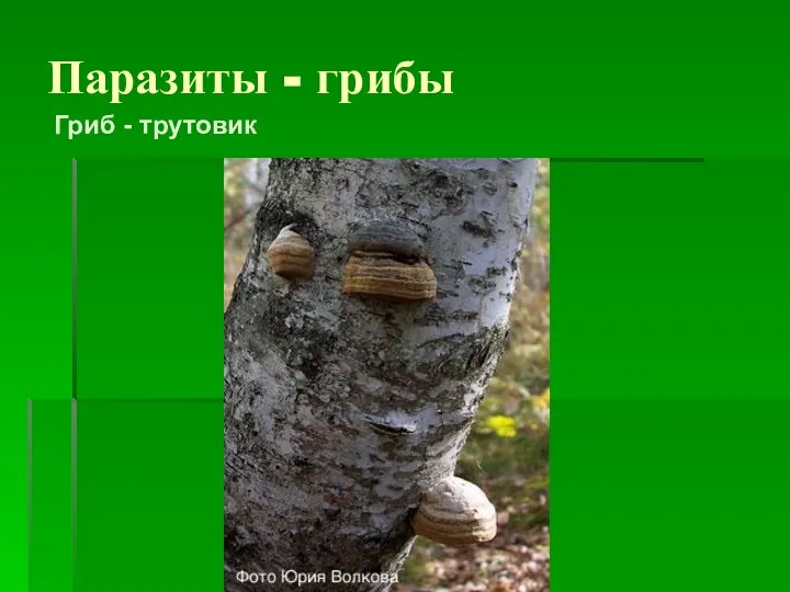 Паразиты - грибы Гриб - трутовик