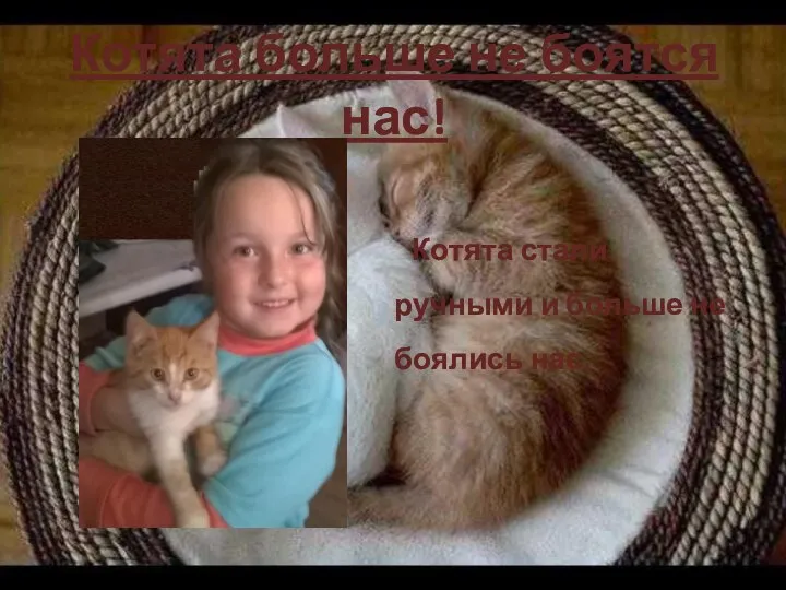 Котята больше не боятся нас! Котята стали ручными и больше не боялись нас.