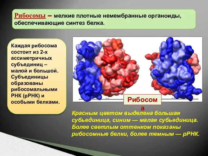 Рибосомы – мелкие плотные немембранные органоиды, обеспечивающие синтез белка. Каждая рибосома состоит