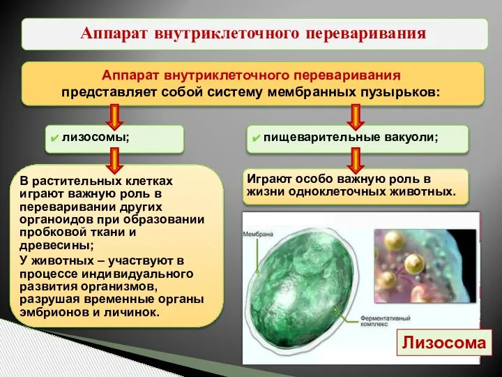 Аппарат внутриклеточного переваривания Аппарат внутриклеточного переваривания представляет собой систему мембранных пузырьков: лизосомы;