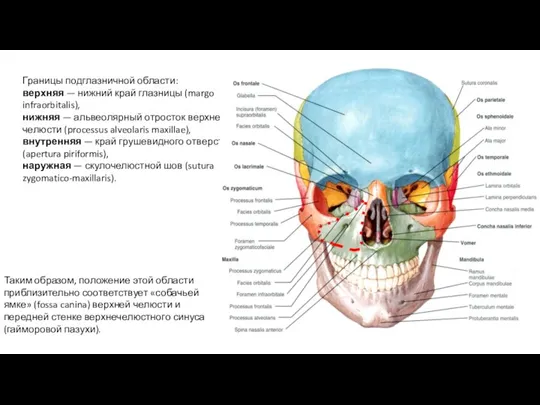 Границы подглазничной области: верхняя — нижний край глазницы (margo infraorbitalis), нижняя —