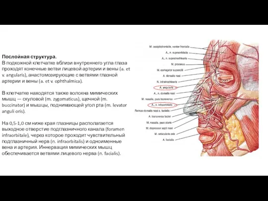 Послойная структура. В подкожной клетчатке вблизи внутреннего угла глаза проходят конечные ветви