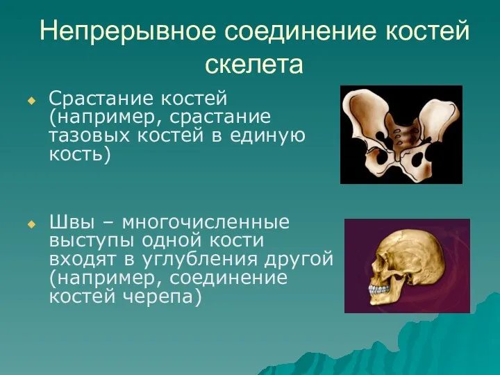 Непрерывное соединение костей скелета Срастание костей (например, срастание тазовых костей в единую