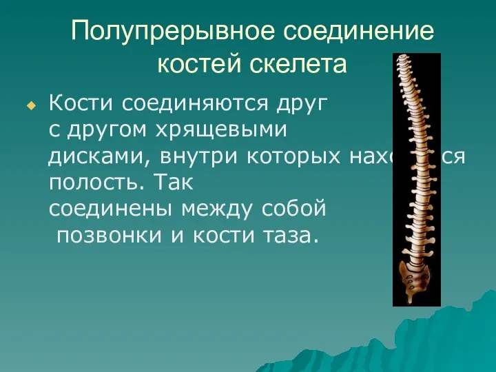 Полупрерывное соединение костей скелета Кости соединяются друг с другом хрящевыми дисками, внутри