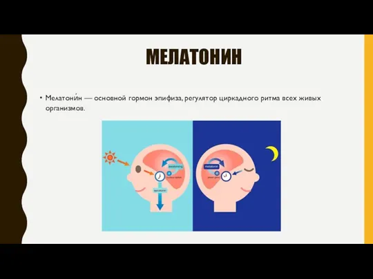 МЕЛАТОНИН Мелатони́н — основной гормон эпифиза, регулятор циркадного ритма всех живых организмов.