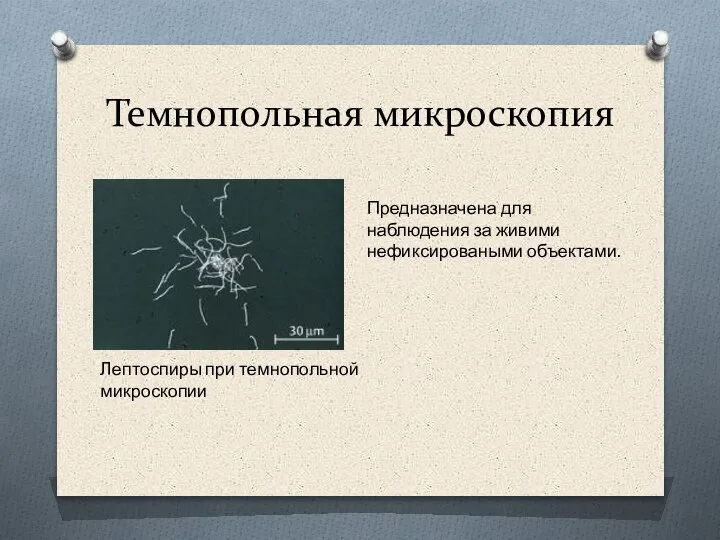 Темнопольная микроскопия Предназначена для наблюдения за живими нефиксироваными объектами. Лептоспиры при темнопольной микроскопии