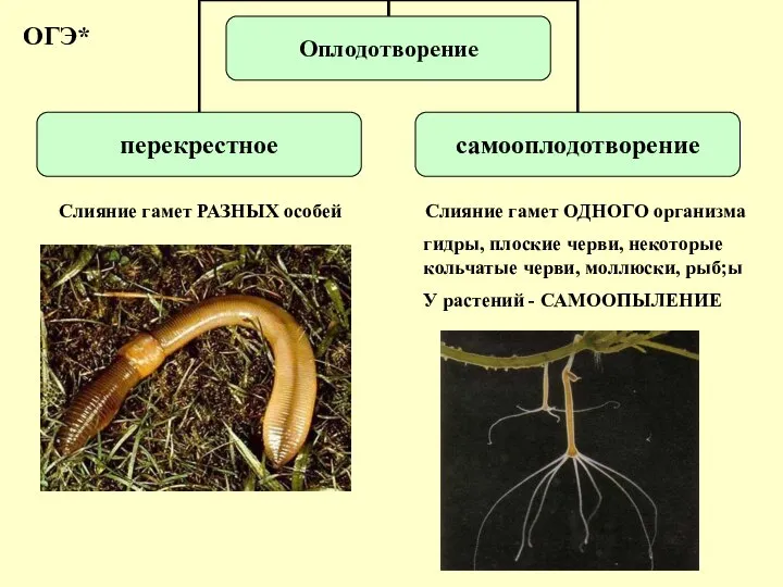Слияние гамет РАЗНЫХ особей Слияние гамет ОДНОГО организма гидры, плоские черви, некоторые