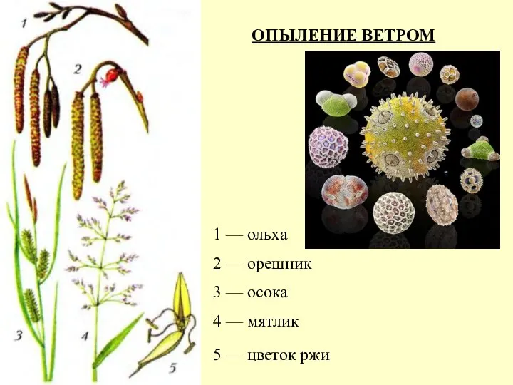 ОПЫЛЕНИЕ ВЕТРОМ 1 — ольха 2 — орешник 3 — осока 4