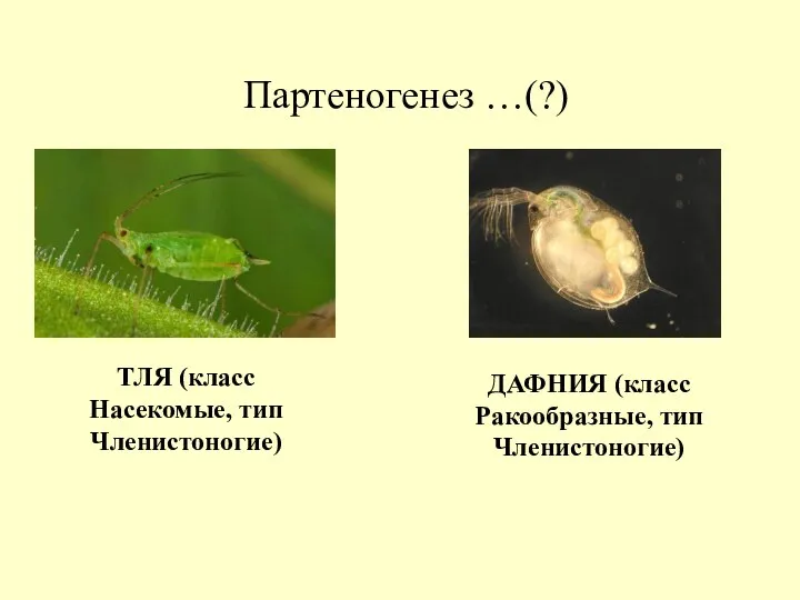 Партеногенез …(?) ТЛЯ (класс Насекомые, тип Членистоногие) ДАФНИЯ (класс Ракообразные, тип Членистоногие)