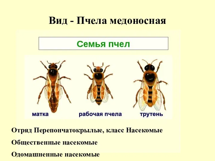 Вид - Пчела медоносная Отряд Перепончатокрылые, класс Насекомые Общественные насекомые Одомашненные насекомые