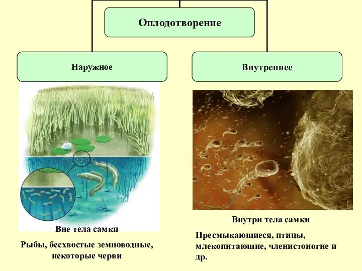 Вне тела самки Рыбы, бесхвостые земноводные, некоторые черви Внутри тела самки Пресмыкающиеся,