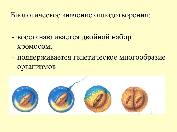 Биологическое значение оплодотворения: восстанавливается двойной набор хромосом, поддерживается генетическое многообразие организмов