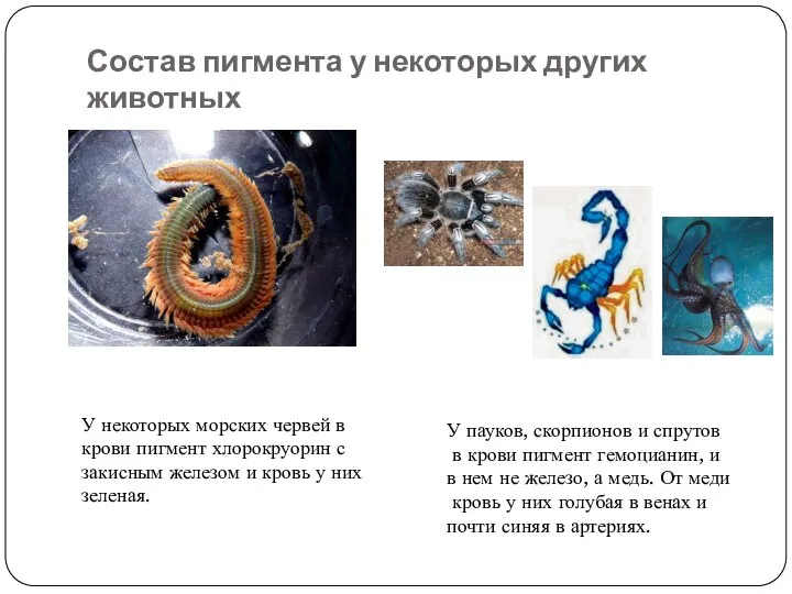 Состав пигмента у некоторых других животных У некоторых морских червей в крови