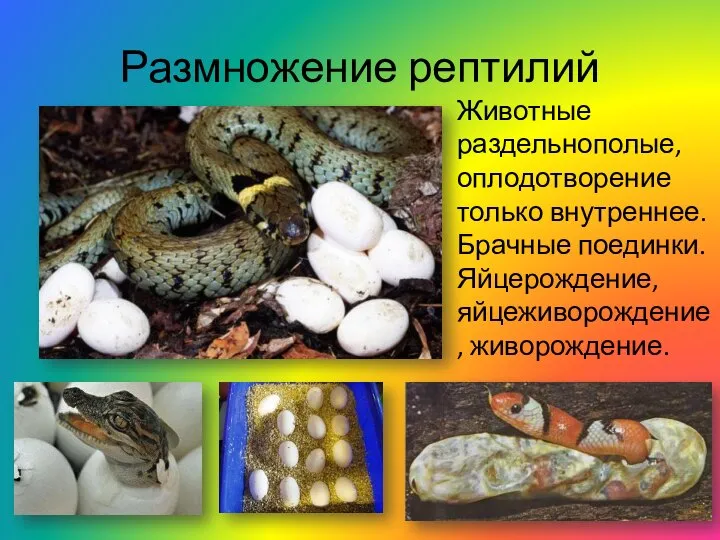 Размножение рептилий Животные раздельнополые, оплодотворение только внутреннее. Брачные поединки. Яйцерождение, яйцеживорождение, живорождение.