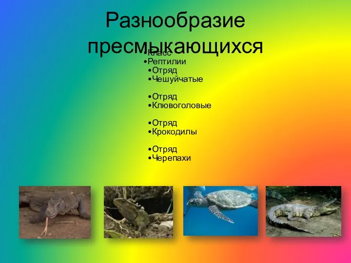 Разнообразие пресмыкающихся Класс Рептилии Отряд Чешуйчатые Отряд Клювоголовые Отряд Крокодилы Отряд Черепахи