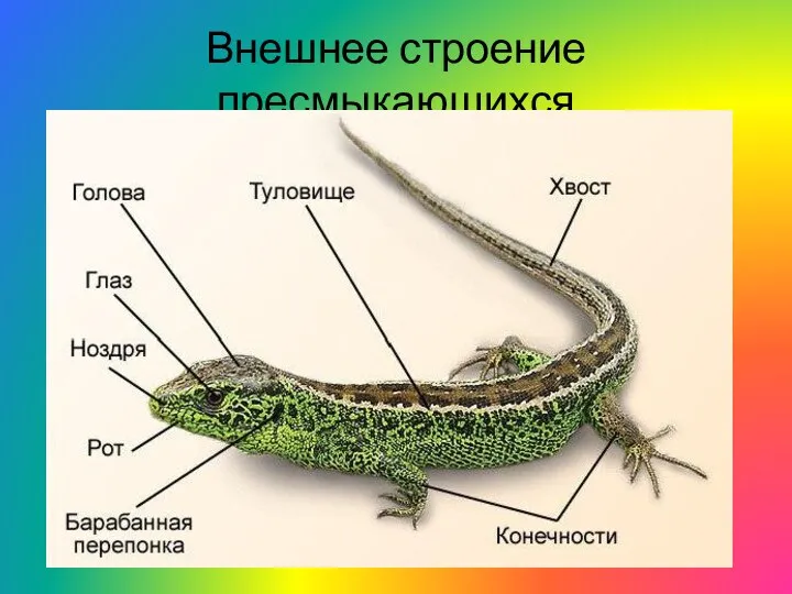 Внешнее строение пресмыкающихся