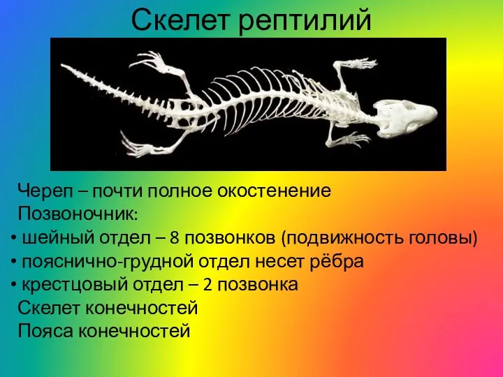 Скелет рептилий Череп – почти полное окостенение Позвоночник: шейный отдел – 8