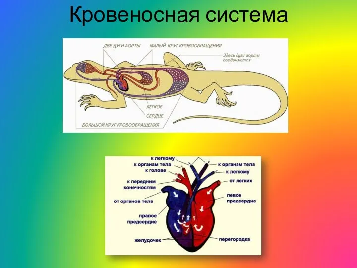 Кровеносная система