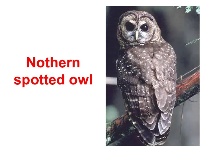 Nothern spotted owl