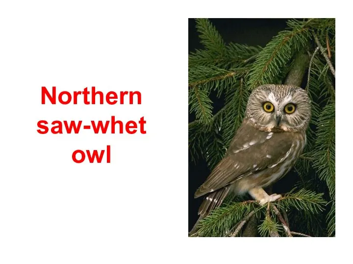 Northern saw-whet owl