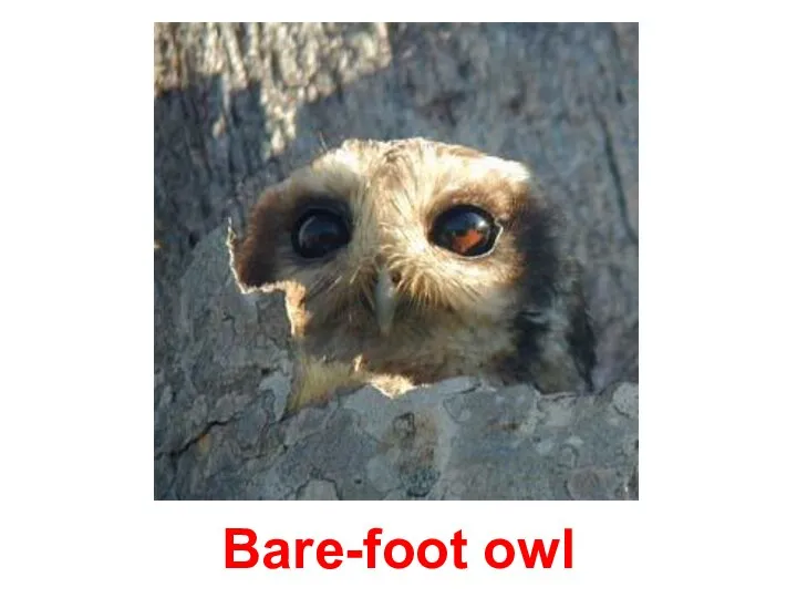 Bare-foot owl