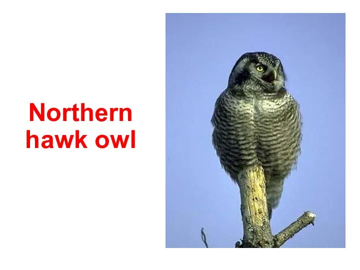 Northern hawk owl