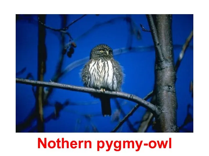 Nothern pygmy-owl