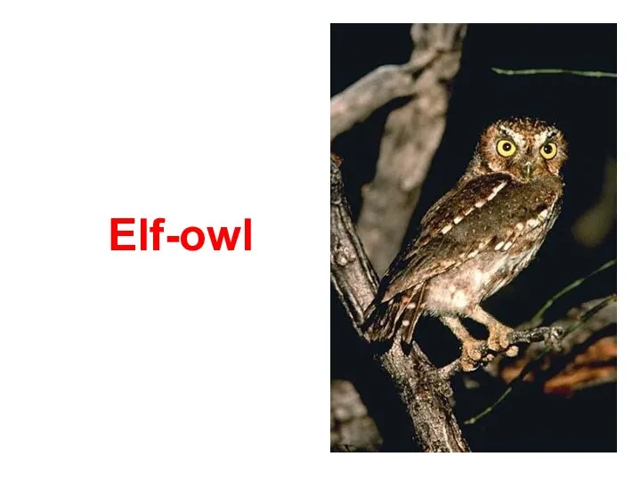 Elf-owl