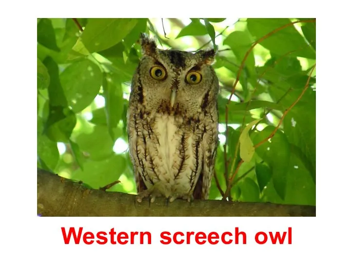 Western screech owl