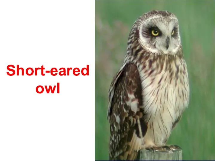 Short-eared owl