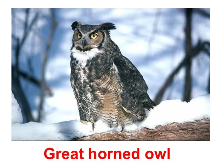 Great horned owl