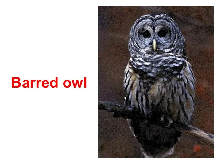 Barred owl