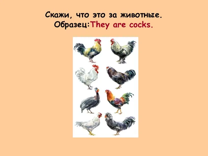 Скажи, что это за животные. Образец:They are cocks.