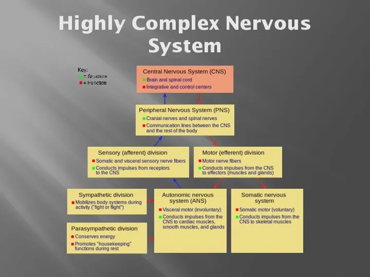 Highly Complex Nervous System