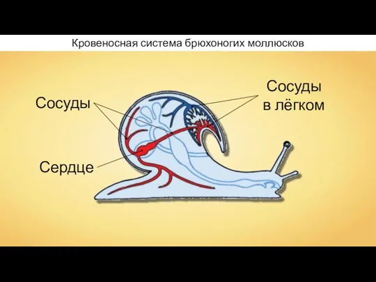 Кровеносная система брюхоногих моллюсков Сердце Сосуды Сосуды в лёгком