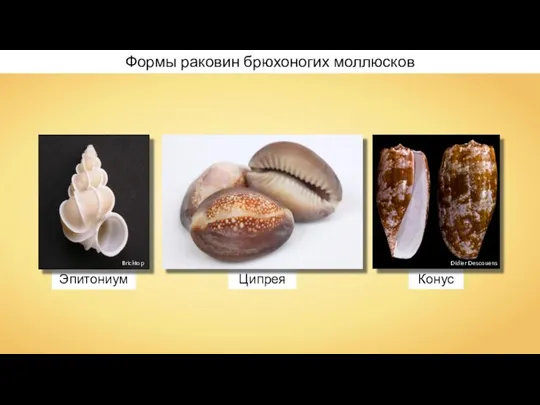 Эпитониум Конус Ципрея Формы раковин брюхоногих моллюсков Didier Descouens Bricktop