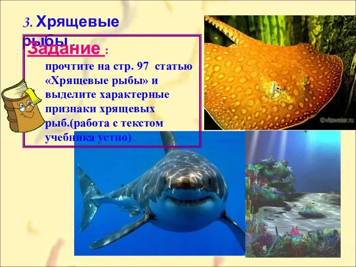 3. Хрящевые рыбы . Задание : прочтите на стр. 97 статью «Хрящевые