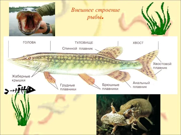 Внешнее строение рыбы.