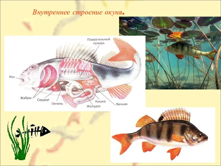 Внутреннее строение окуня.