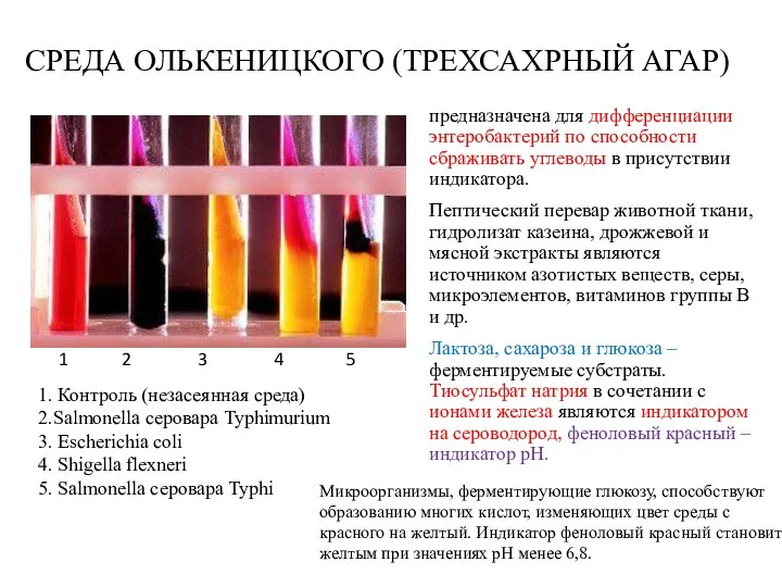 СРЕДА ОЛЬКЕНИЦКОГО (ТРЕХСАХРНЫЙ АГАР) предназначена для дифференциации энтеробактерий по способности сбраживать углеводы