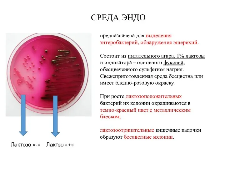 СРЕДА ЭНДО предназначена для выделения энтеробактерий, обнаружения эшерихий. Состоит из питательного агара,