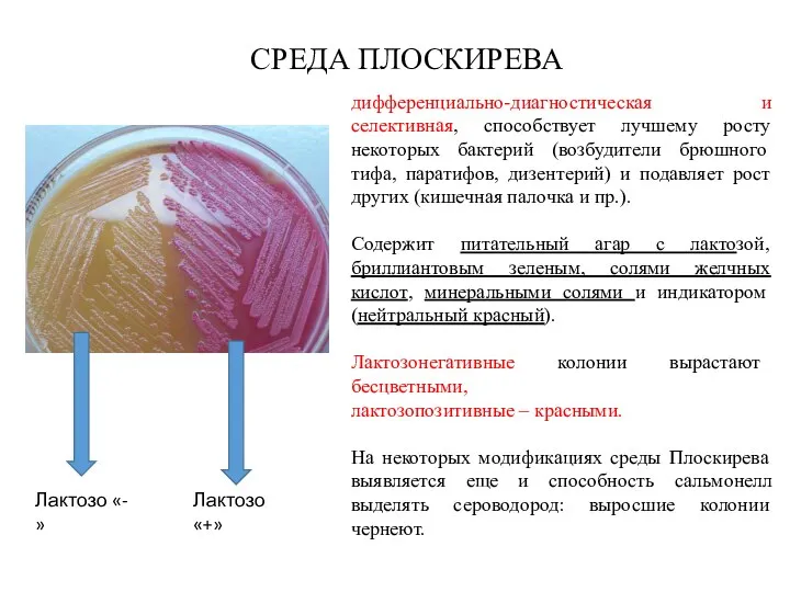 СРЕДА ПЛОСКИРЕВА дифференциально-диагностическая и селективная, способствует лучшему росту некоторых бактерий (возбудители брюшного