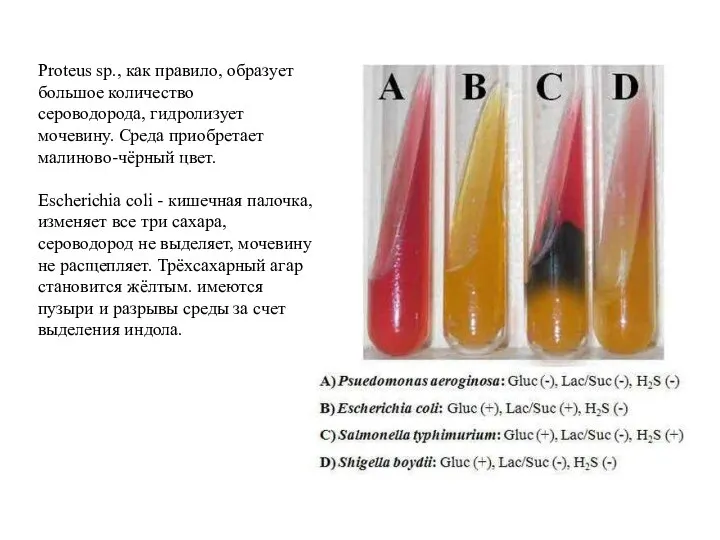 Proteus sp., как правило, образует большое количество сероводорода, гидролизует мочевину. Среда приобретает