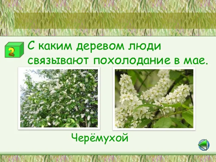 С каким деревом люди связывают похолодание в мае. Станция «Зелёный друг» Черёмухой