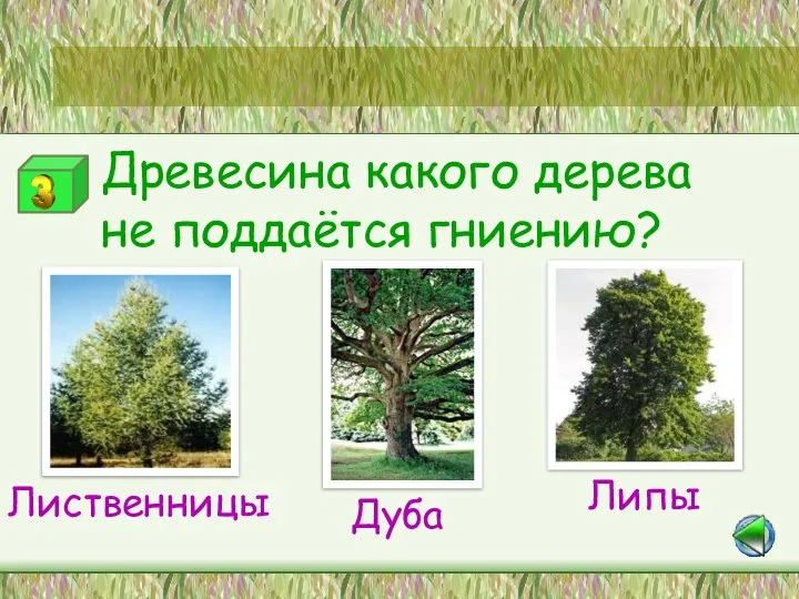 Станция «Зелёный друг» Древесина какого дерева не поддаётся гниению? Лиственницы Дуба Липы