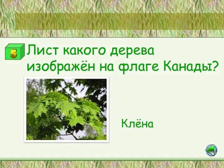 Станция «Зелёный друг» Лист какого дерева изображён на флаге Канады? Клёна