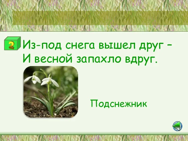 Из-под снега вышел друг – И весной запахло вдруг. Подснежник Станция «Цветная мозаика»