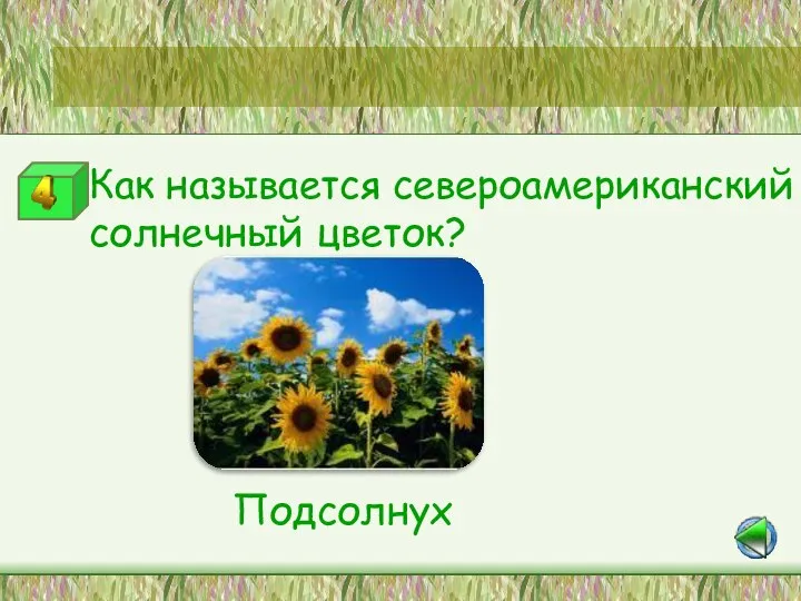 Как называется североамериканский солнечный цветок? Подсолнух Станция «Цветная мозаика»