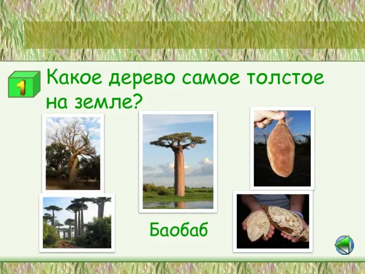Станция «Самые-самые» Какое дерево самое толстое на земле? Баобаб